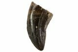 Albertosaurus Tooth - Alberta (Disposition #-) #67607-1